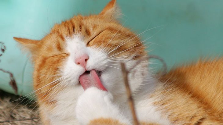 【猫の日キャンペーン】本日2月22日は猫の日！愛する猫ちゃんの写真をSNSに投稿しよう！